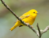 Another Yellow Warbler
