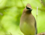 Cedar Waxwing