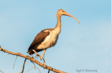 Ibis