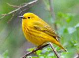 Yellow Warbler