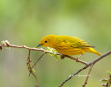 Yellow Warbler