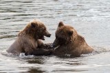 Playful Mother and Cub