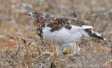 Ptarmigan