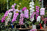 Award Winning Phalaenopsis Orchids