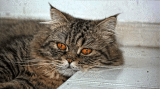 Neko