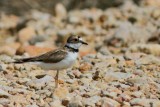 Little ringed Plover - Charadrius dubius - Chorlitejo chico - Corriol petit