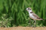 Adult Male Kentish Plover - Charadrius alexandrinus - Chorlitejo patinegro - Corriol camanegre