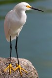 Snowy egret - Egretta thula