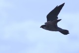 Peregrine Falcon - Falco peregrinus - Halacon peregrino - Falco peregrí