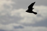 Peregrine Falcon - Falco peregrinus - Halacon peregrino - Falco peregrí