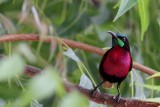 Scarlet chested sunbird