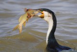 great cormorant