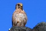 Common Kestrel - Falco tinnunculus dacotiae in Fuerteventura