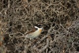 Fuerteventura Stonechat