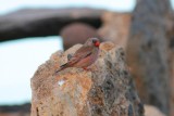 Trumpeter finch