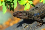 Western Canaries - Lizzard Gallotia galloti eisentrauti - Lagarto tizn