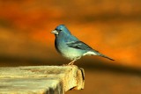 Birds and landscapes from Canary islands - Aves de las islas Canarias - Ocells de les illes Canaries