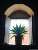 Monastery window flower
