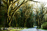 ROAD TO HOH RAINFOREST