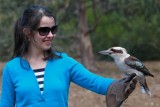 Kookaburra on Kangaroo Island