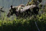 Moose on the bank of the Stikine