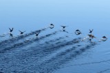Birds scatter in front of the boat
