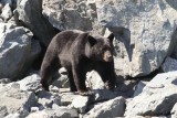 Black bear in Kenai Fjords