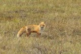 A red fox along the Dalton Highway