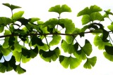 Ginko Leaves at Fernbank Science Center