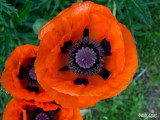 17 - Poppies are also flowers