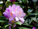 9 - Spring Blossom