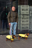 Art moderne caninou les gilets jaunes