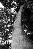 Sculptures de la DhuysDiplodocusier