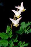 Dutchmans breeches, Messenger Woods, Will County, IL
