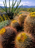 California barrel cactus and ocotillo, Anza-Borrego Desert State Park, CA