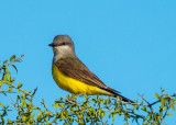 Western Kingbird, Cottonwood, AZ 