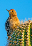 Gila Woodpecker 