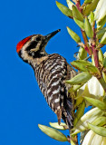 Ladder-backed Woodpecker, Cottonwood, AZ