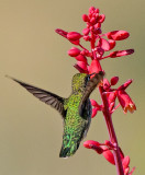 Anna's Hummingbird, Cottonwood, AZ