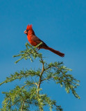 Northern Cardinal, Cottonwood, AZ
