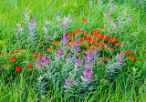 Lead Plant and Butterfly Weed