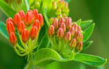 Butterfly-weed buds