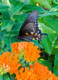 North American Pipevine Swallowtail Butterfly