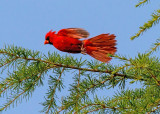 Northern Cardinal, Cottonwood, AZ