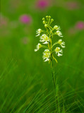 Prairie White-fringed Orchid, Chiwaukee Prairie, WI