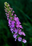 Purple Fringed Orchid, The Ridges Sanctuary, Door County, WI