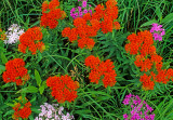 Marsh Phlox and Butterfly-weed, Kalsow Prairie, IA