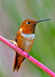 Rufous Hummingbird, Cottonwood, AZ