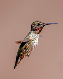 Juvenile Anna's Hummingbird , Cottonwood, AZ