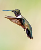 Black-chinned Hummingbird, Cottonwood, AZ